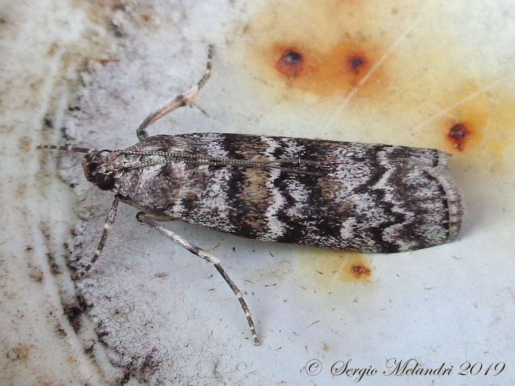 Dioryctria sp.  - Pyralidae Phycitinae (da confermare)